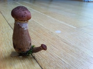 En pudsig svamp
